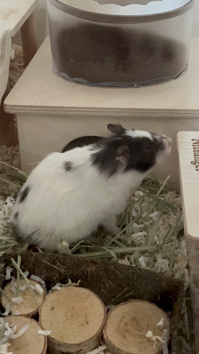 토끼! 🐇