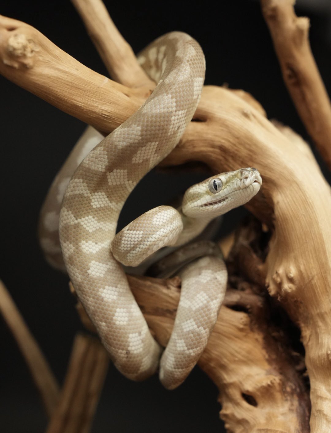 洋書「The Complete Carpet Python/カーペットパイソン」 The More Complete Carpet Python - ECO Wear & Publishing, Inc.