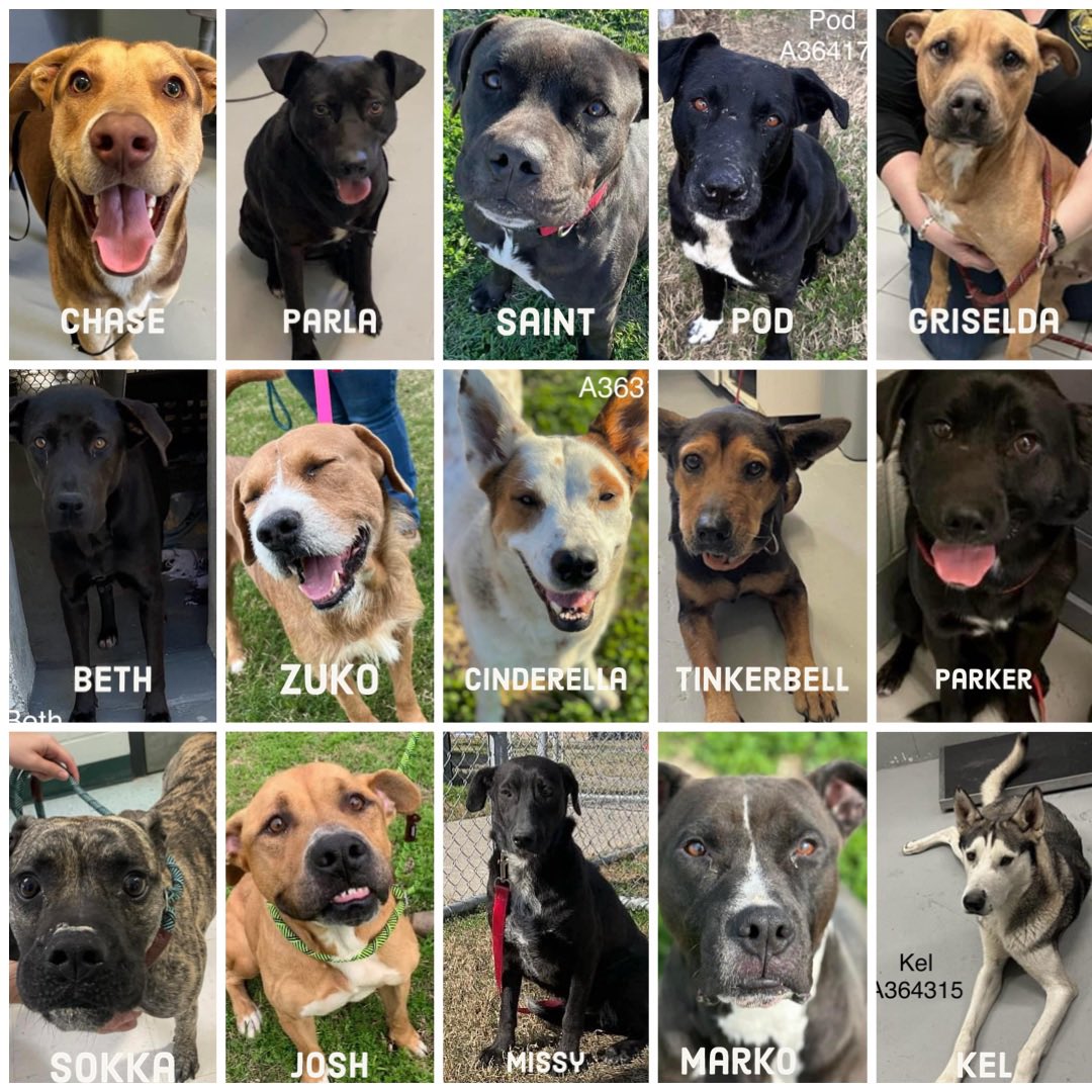 RoCoGB's tweet photo. 🆘Plz HELP STOP MURDER MONDAY🔥3/4🔥
#CorpusChristi AC #Tx
Shelter KILLS 4 space😩
15 precious dogs DIE
They have NO WHERE 2 HIDE
Plz HELP them LIVE👍not DIE👎
Paw parents needed
#Adopt #Foster 2🛟🛟🛟
Plz #Pledge 4 #Rescue
🫶Their lives ARE precious
🫶They HAVE feelings too
Beth #A363222
Chase #A354620
Cinderella #A363167
Griselda #A364278
Josh #A364373
Kel #A346315
Marko #A347430
Missy #A363595
Parla #A364171
Parker #A363343
Pod #A364170
Saint #A361426
Sokka #A363952
Tinker Bell #A364106
Zuko #A363951