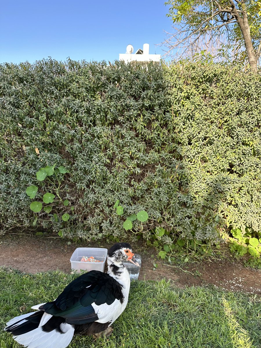 darbeitor's tweet image. בוקר יום שבת יש לי ברווז בבית