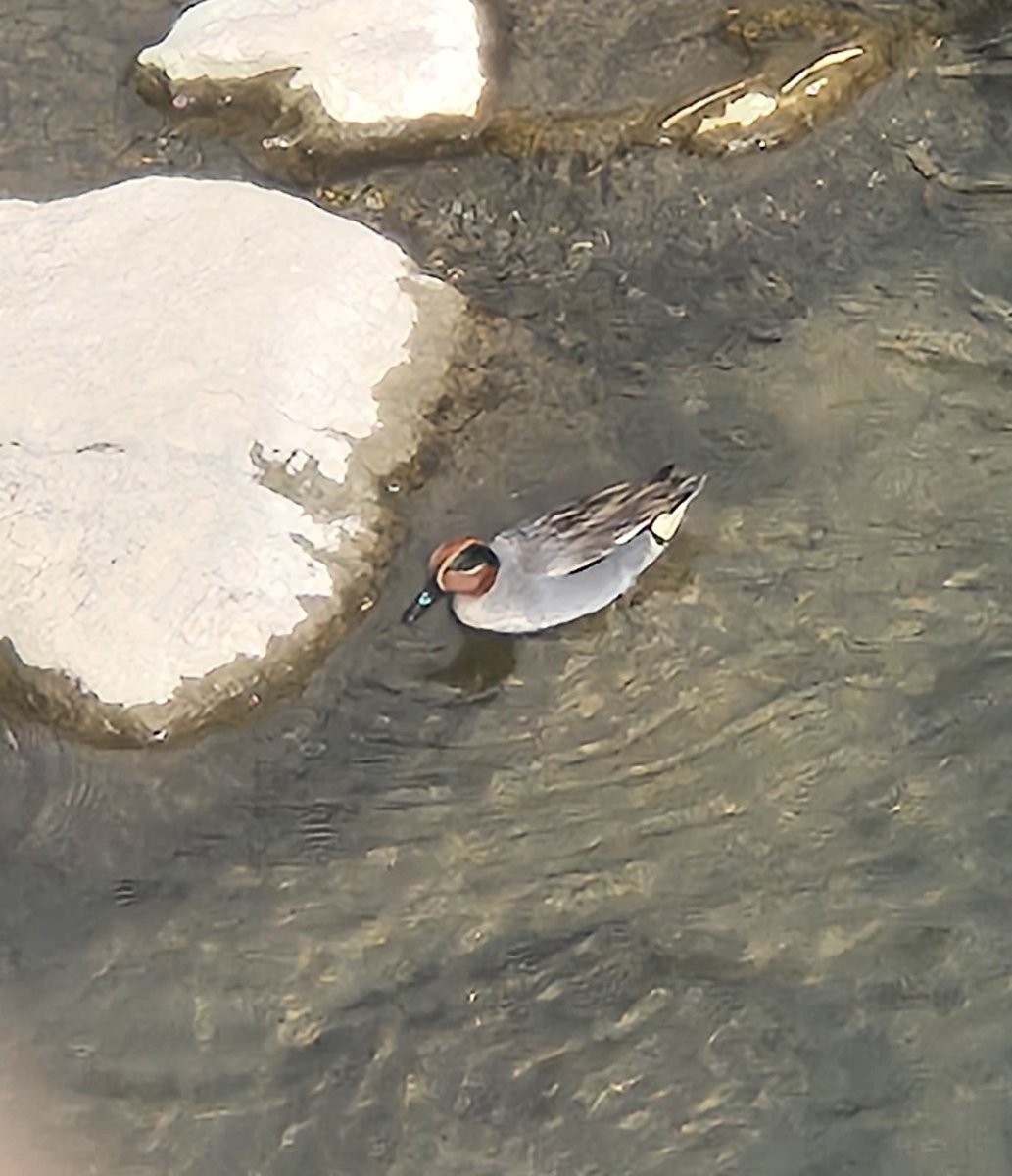 <a href="/whosthisbird/">이 새 이름 뭐예요?</a>  안녕하세요
오리 이름이 궁금해요~