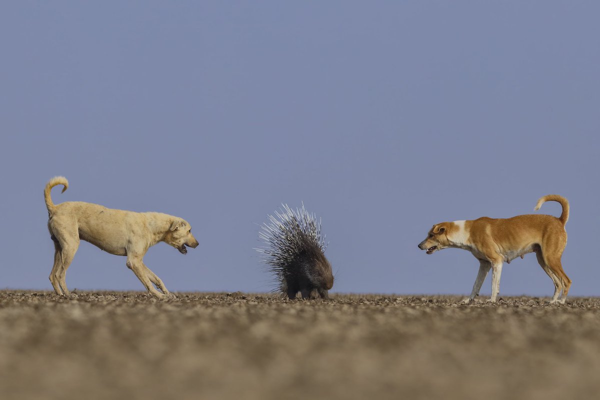 🚨With its quills flared, the Indian crested #porcupine stands resolutely in the face of ferocious predators. #Feraldogs rank third as the world's most damaging invasive mammalian species. 📍Little Rann of Kutchh 📷 Jay Patel Read: sanctuarynaturefoundation.org/article/the-mo…