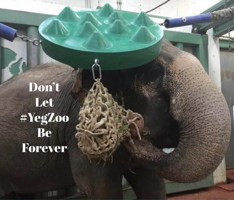 Cosmicbrigade's tweet photo. In a well run council that recognises the inequalities &amp; pressure on society &amp; acts you shouldn’t need transit safety officers.
But if you divest #YegZoo allow Lucy 2safely relocate
#2sanctuary you would have millions $ available to support ppl thus reducing drugs+crime+MH issues https://t.co/km108Mrpzy