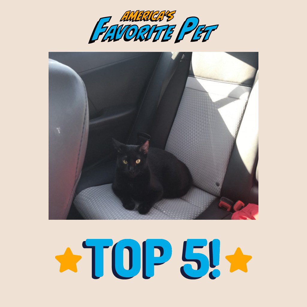 amberfallwell's tweet image. Vote for my fur baby please- daily votes are free  americasfavpet.com/2024/thunder-f…