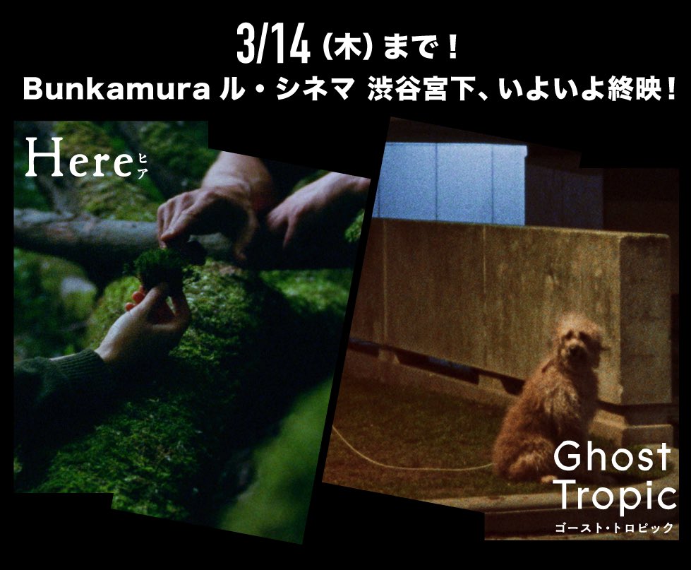 basdevosjapan's tweet photo. 🎥𝗙𝗜𝗡𝗔𝗟 𝗦𝗖𝗥𝗘𝗘𝗡𝗜𝗡𝗚🎥
Bunkamura ル・シネマ 渋谷宮下は
3/14(木)で終映となります!
皆様お見逃しなく✔️
#basdevos #ゴースト・トロピック #here映画 https://t.co/FqoyGcCluf