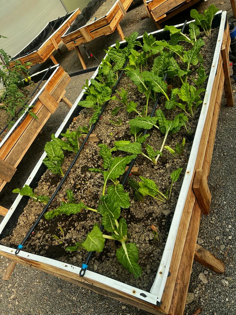 INCiTis Food Project Egerton University (@incitis_egerton) on Twitter photo Empowering Africa through sustainable food systems <a href="/INCiTiSFOOD/">INCiTiS-FOOD</a> @cesaam_egerton <a href="/egertonunikenya/">Egerton University</a> ๐๐ฑ #SustainableAfrica #FoodSystems Empowering Africa through sustainable food systems <a href="/INCiTiSFOOD/">INCiTiS-FOOD</a> @cesaam_egerton <a href="/egertonunikenya/">Egerton University</a> ๐๐ฑ #SustainableAfrica #FoodSystems
