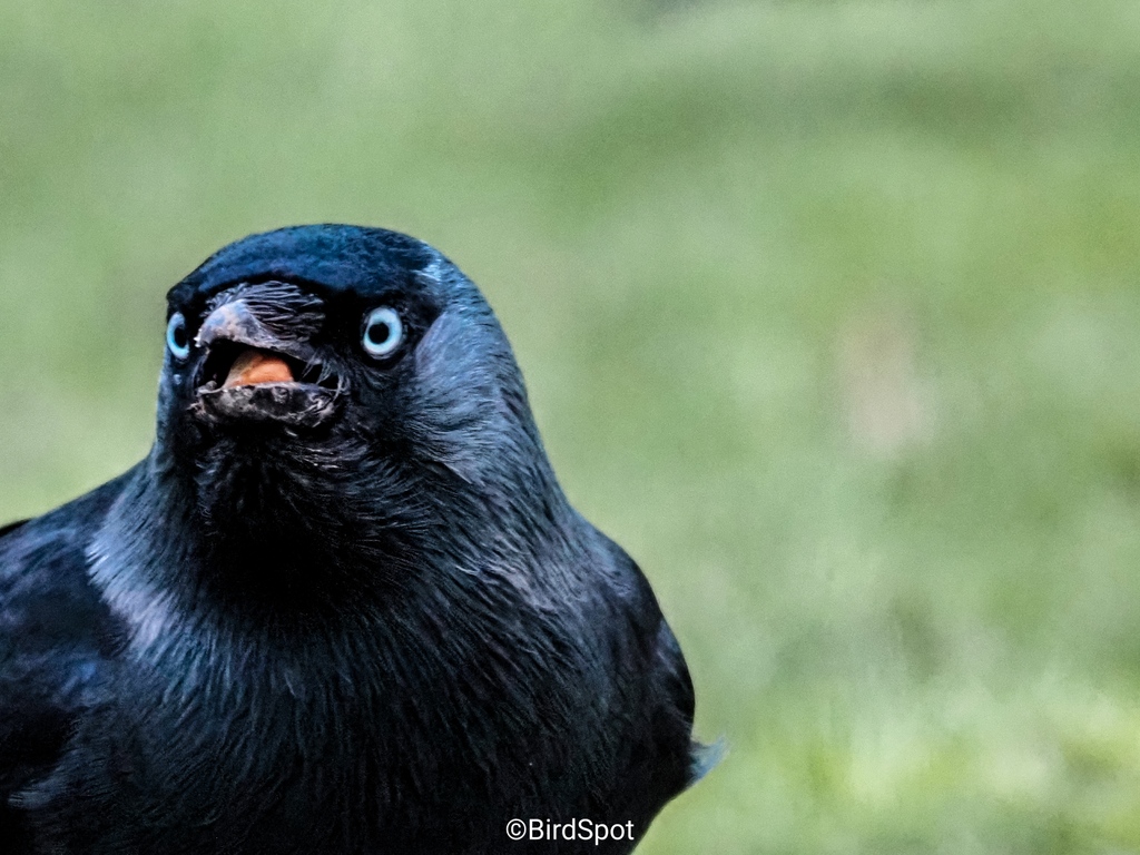 Marvel at the intricate detail of this Jackdaw. Their bright, pale eyes are not just striking—they're unique amongst the crow family, making them easily identifiable.

Brought to life with the BirdPack preset. 🐦✨