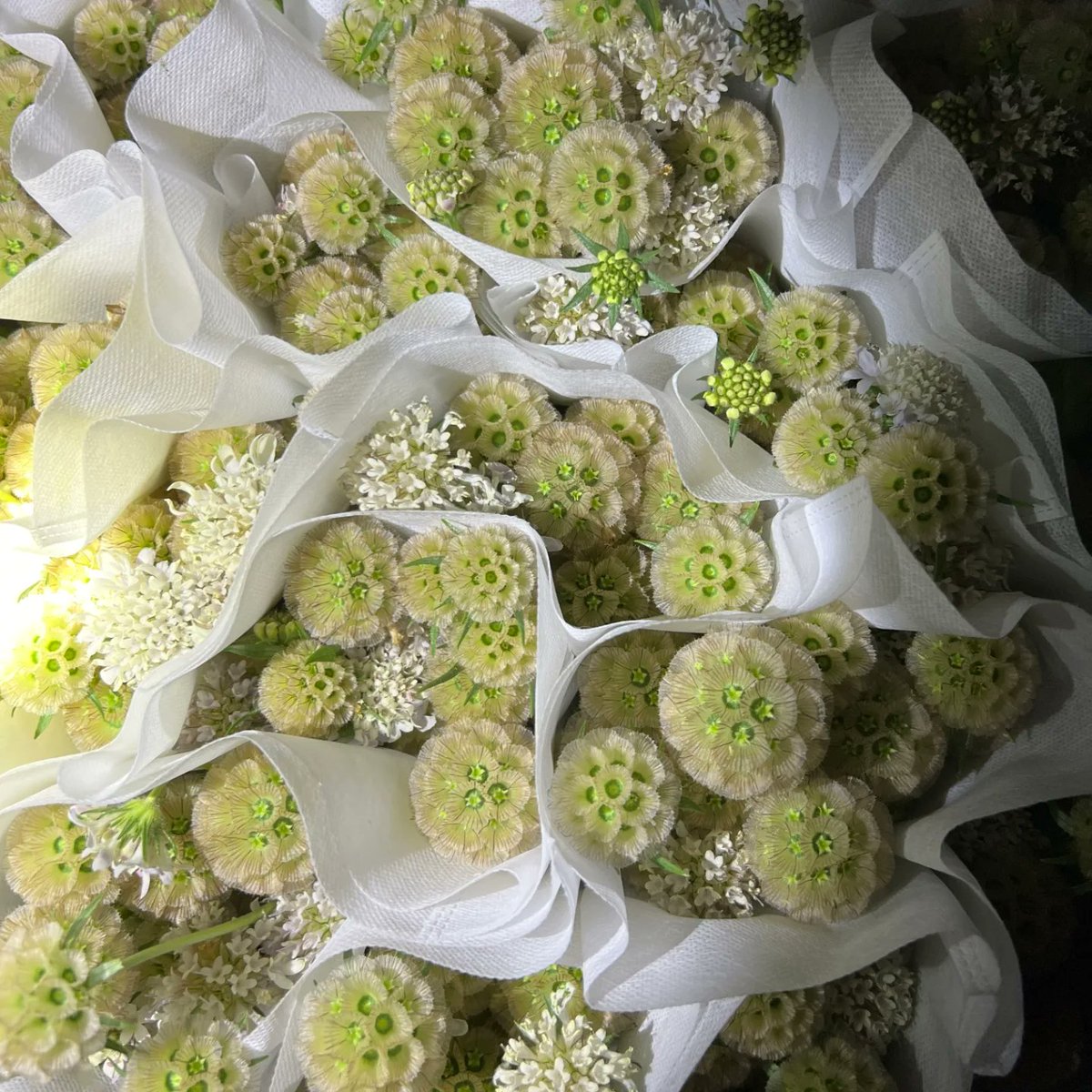 pristimera cambodiana~
A fruit shaped like a windmill, a round ball.
#flower #flowersupply