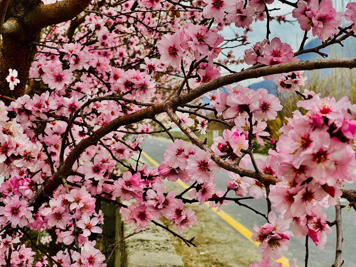 Mondigital3's tweet photo. Almond blossom in town
#gilgitbaltistan #gilgitbaltistanadventure
#gilgitbaltistantourism #PakistanUniqueNewsAgency https://t.co/hzUqJn8FhC
