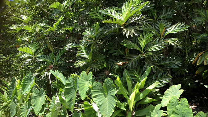 A team from @CTAHRNews explores Hawaiʻi's agricultural history by studying forgotten forests. Led by Noa Lincoln, they uncover widespread traditional agroforestry practices across the islands ➡️ bit.ly/42DCfTn #UHMResearch