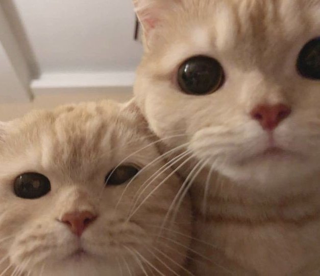 catrockztar's tweet photo. meowz 𐙚 https://t.co/14P3aPY0hf