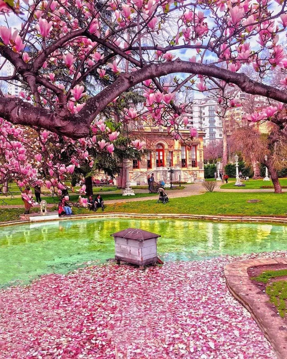 🪷🌸🪷🌸🪷🌸🪷A spring moment in Istanbul