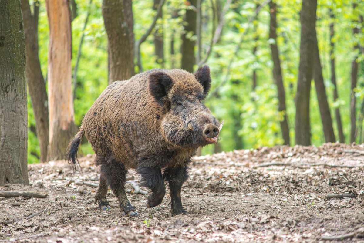 le_Parisien's tweet image. Attaqué par un sanglier pendant plusieurs minutes, un chasseur meurt d’une crise cardiaque
➡️ l.leparisien.fr/J2vd