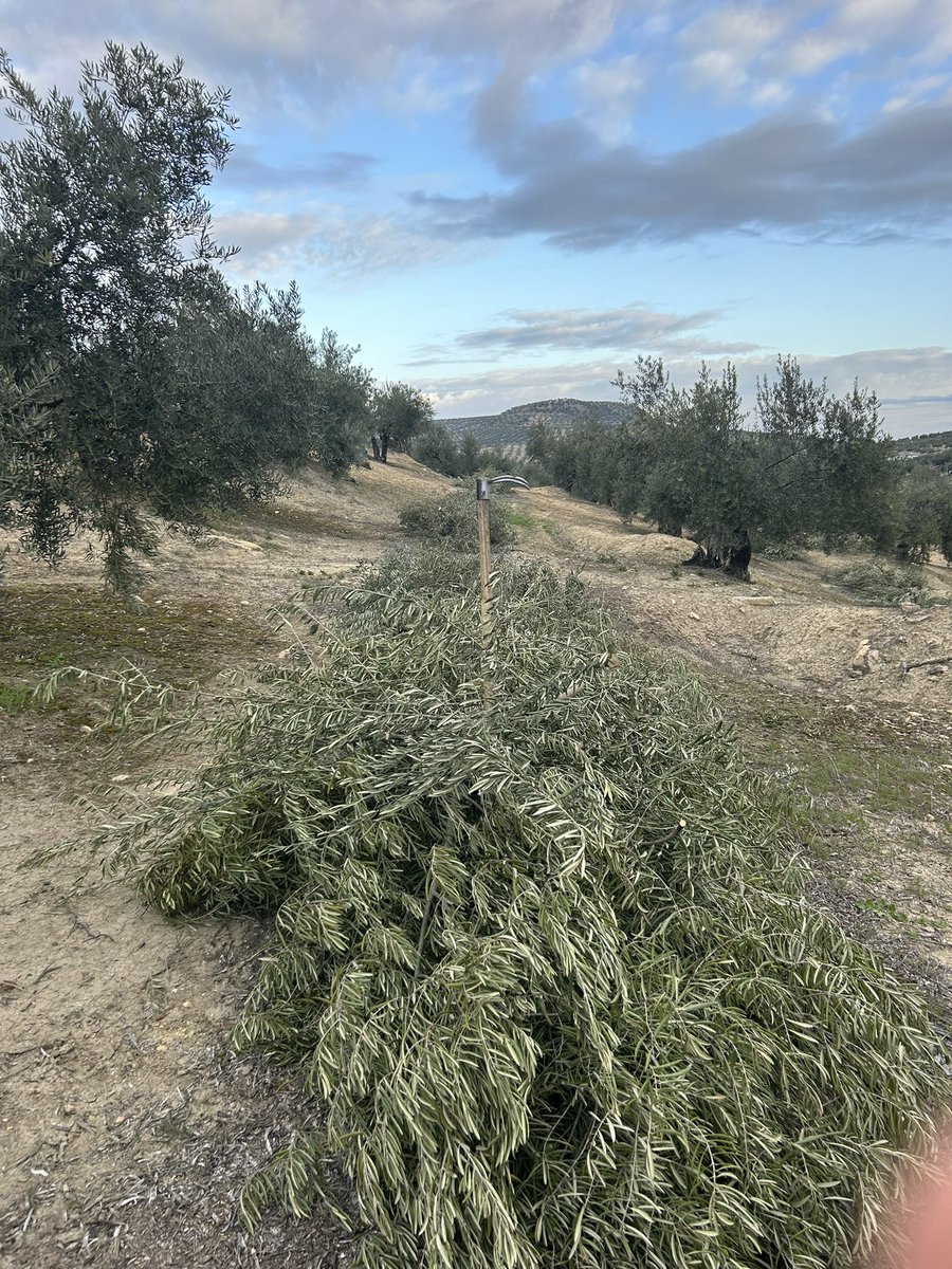 8ibero's tweet photo. Buenos días amigos de @agropopular desde Porcuna en Jaén, seguimos con las tareas de poda, acordone y picado del Ramon, cielos empezando a cubrirse , empieza a refrescar el día y se espera lluvia leve a partir de la tarde-noche. Dubái  #AgropopularOCM ha mejorado algo el campo https://t.co/3jh9BLxXrN