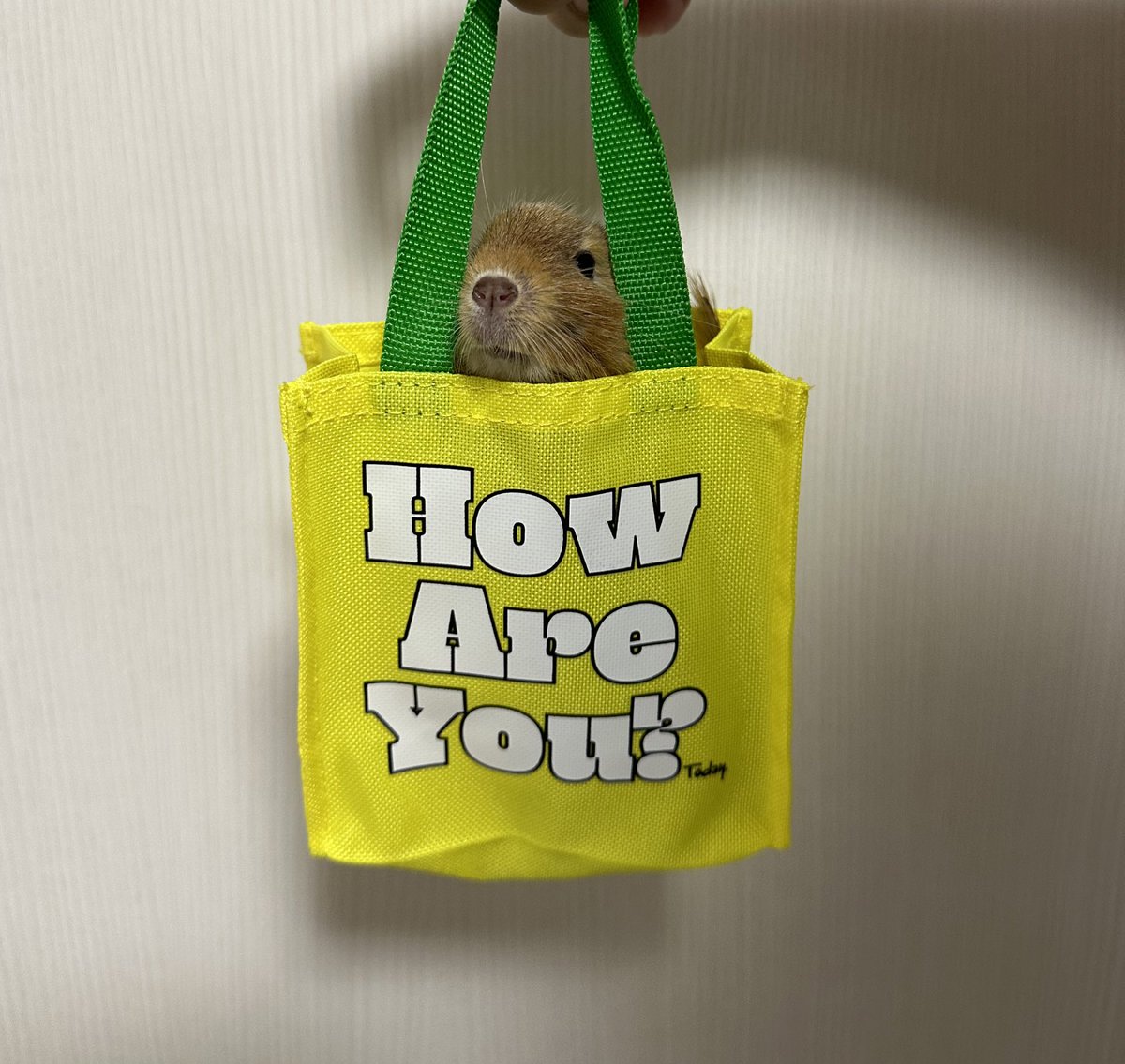 degu_training's tweet photo. お出かけ準備完了😆 https://t.co/lI4M3Q07RV