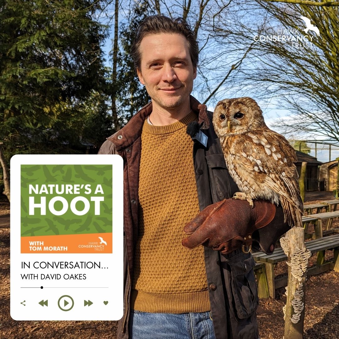 New episode of Nature's A Hoot!🎙 Join Tom Morath with actor, artist and fellow wildlife podcaster @david_oakes as they explore finding time for nature, tracking Golden Eagles and how creativity can support conservation #ScienceSaturday Out now wherever you get your podcasts!🎧