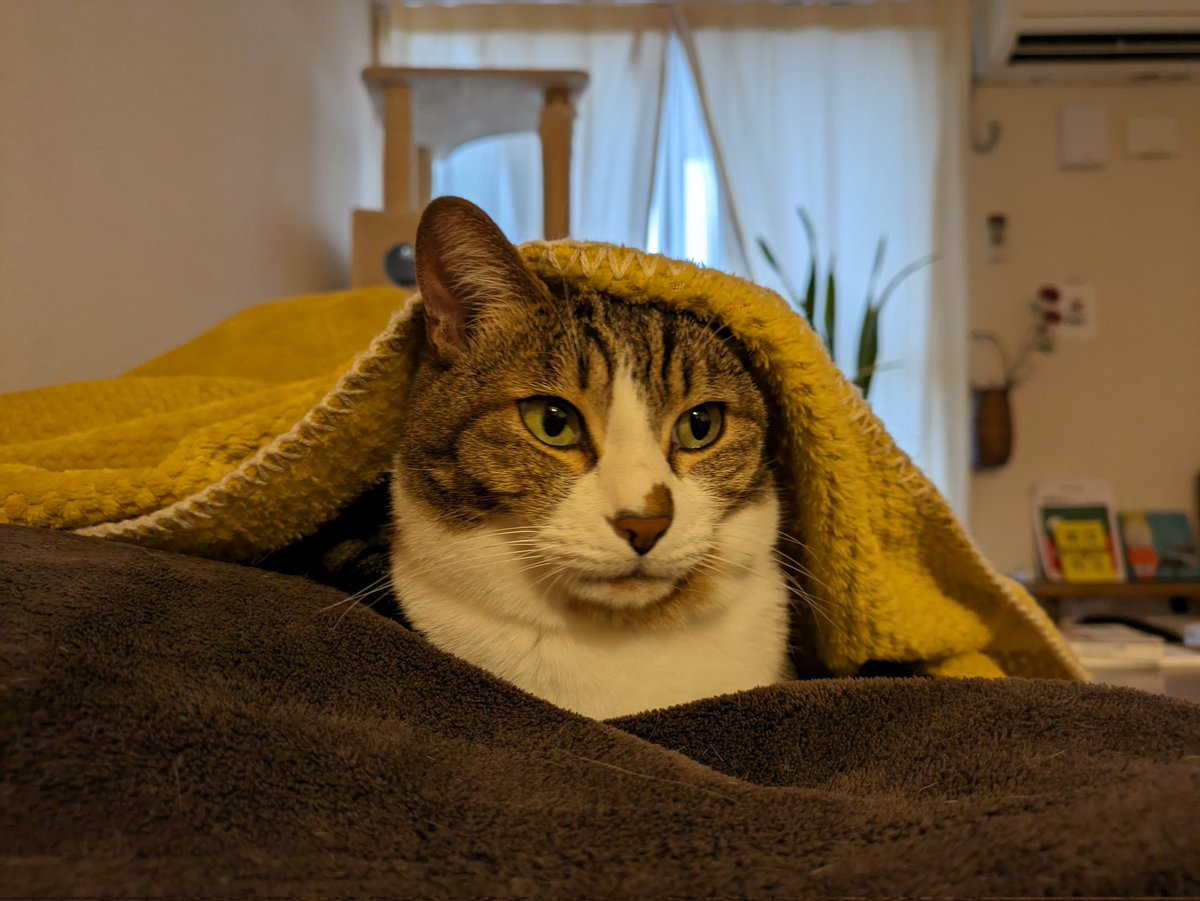 写真は嫌いにゃ
#ねこ