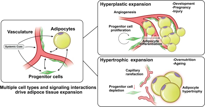 Angiogenesis in adipose tissue and obesity
link.springer.com/article/10.100…