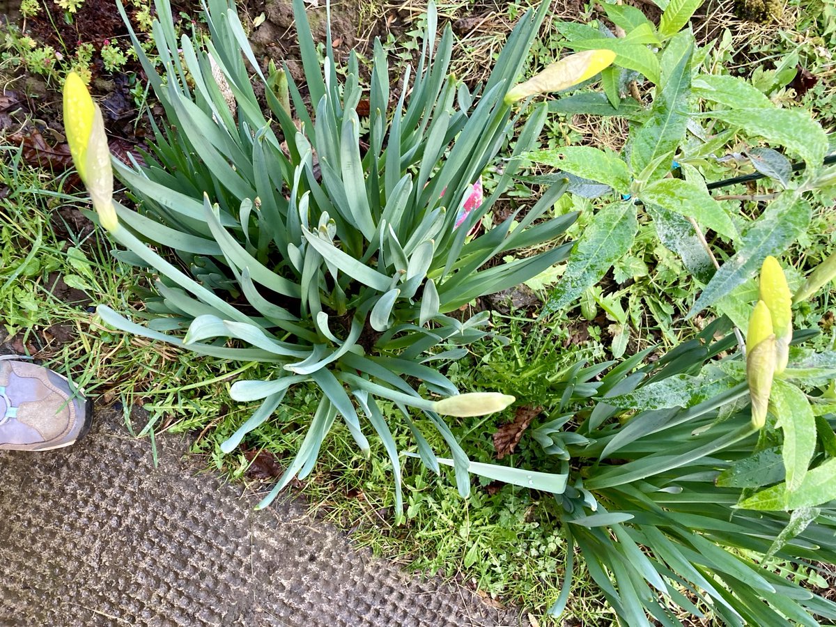 Patch of Daffs 
In front of my 
buddleia just
about to burst 
the joy of Spring
the return of 
things you thought
were gone ⭐️
#Saturday 
#alternativeview 💕🌼
