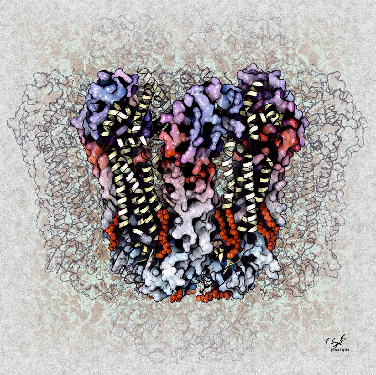 CryoEM structure of human Pannexin 3 (PDB code: 8GTR) #scivis #molecularart #proteinimaging #sciart
behance.net/gallery/192896…