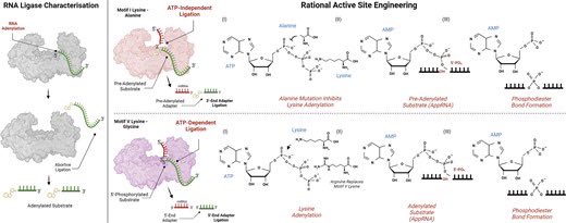 Characterisation and engineering of a thermophilic RNA ligase from Palaeococcus pacificus doi.org/10.1093/nar/gk…