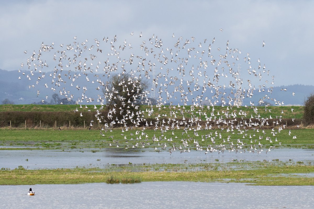 WWTSlimbridge tweet picture