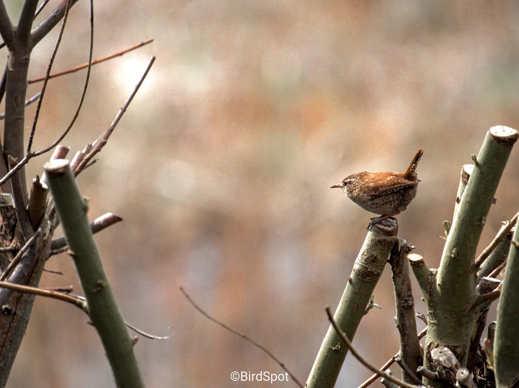 A moment of tranquility with this Wren, perfectly poised and embodying calm. It's moments like these that remind us of the peaceful side of nature. 🍃🐦

A few things to admire about Wrens:

Despite their size, they have a presence that's both bold and serene.