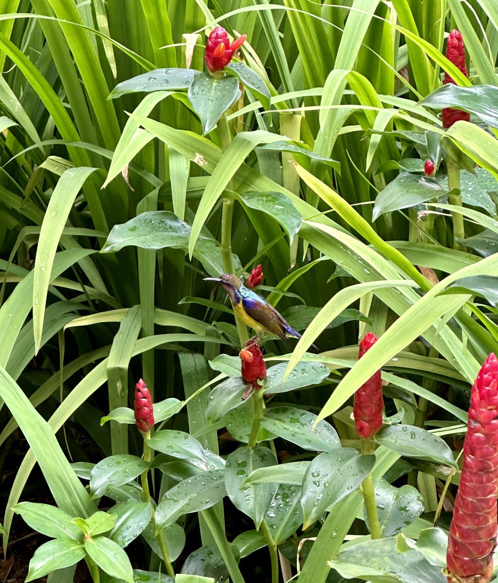 Haven’t posted much here…
So have a birb 🐤
#IRySuperb