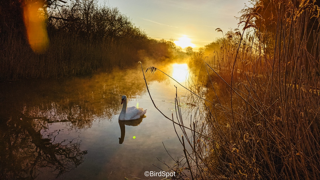 In the quiet waters, a swan glides with unmatched elegance, a serene figure against the calm backdrop. Its pristine feathers reflect on the surface, creating a moment of natural beauty and peace. 🦢

This moment of tranquility was enhanced with a BirdPack preset