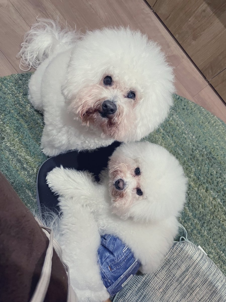 Sandy_K83's tweet photo. だいたいくっついてる。
時に合体しちゃってる。 https://t.co/MQKPvPYK7i