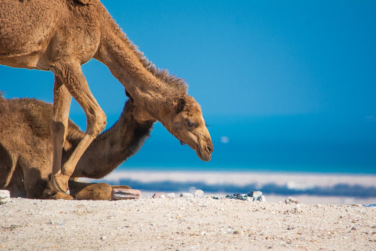 Camels are amazing animals | Jahra | Kuwait
#mammalwatching #kuwaitwildlife #camel #nikonnofilter #camels #natgeodeutschland #kuwait #wildlife #nikonasia #bownaankamal #wildernessculture #jahra #jawswildlife #nikonmea #NaturePhotography #planeteartch #camelsofasia #photography