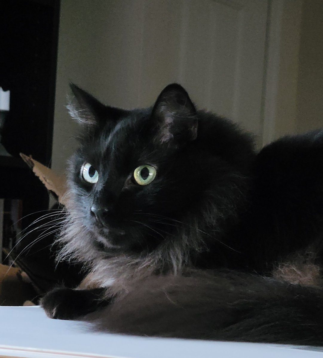 Looks mean, but 100% a lover #Caturday