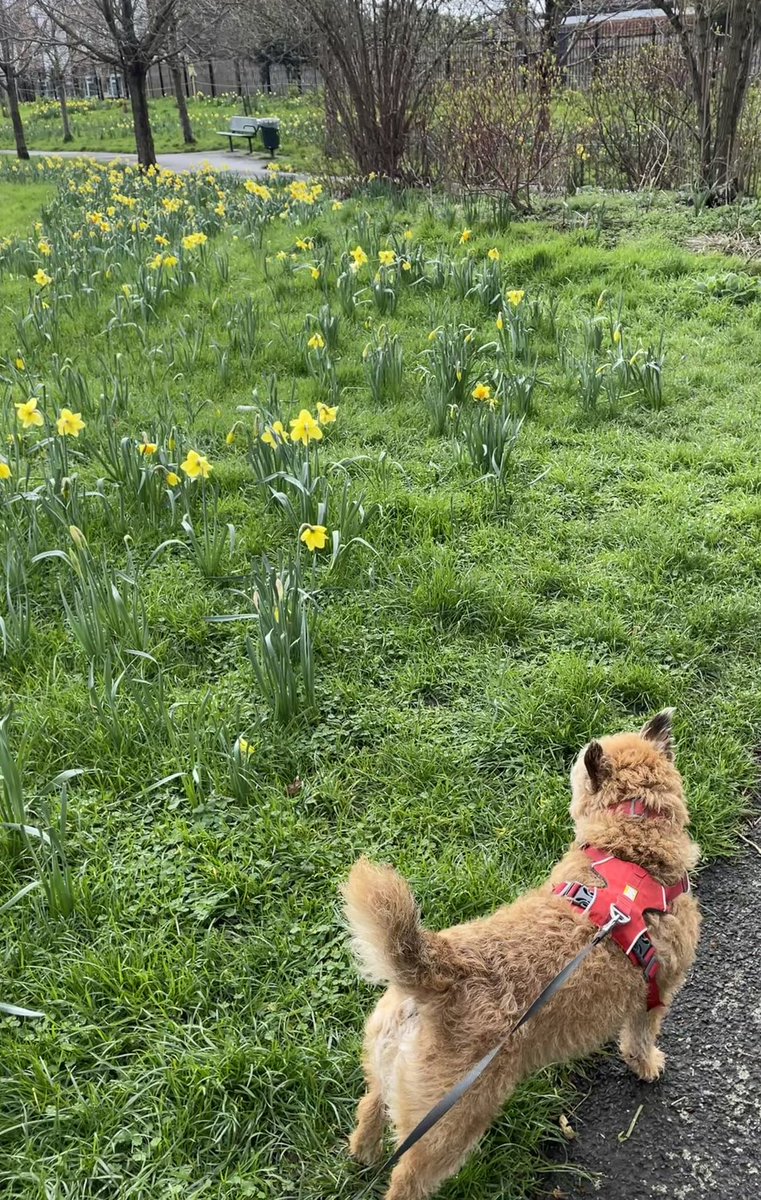 LakelandWoof's tweet photo. Lovely daffodils in my parkโฆ.and some great sniffs after all the rain stopped. Have a good day pals #springsaturday https://t.co/NZE2X8WZIV