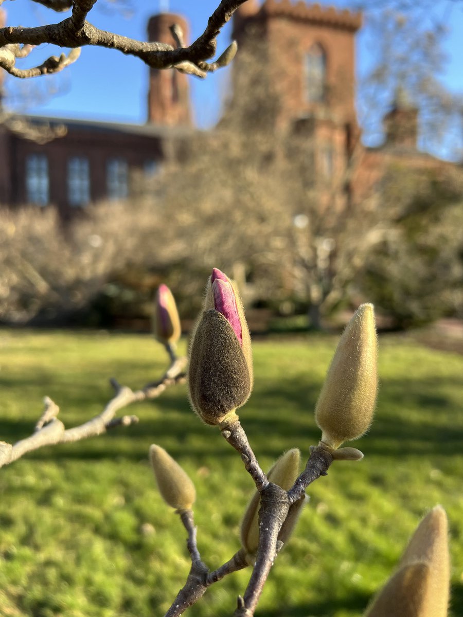 🌸 Magnolia Update 🌸 The saucer magnolias are starting to show their pink. The flowers will begin to open next week. Stay tuned for updates early next week. #SmithsonianGardens #MagnoliaMadness
