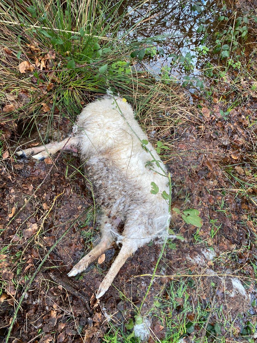 rigsby_andy's tweet image. The frustration and tragedy of sheep farming. Ewes attacked by dogs on a Brittany farm I was working on last week. It was horrendous. Two dead, three had to be destroyed.
#sheepfarming
#livestockdogattacks
#dogattacks