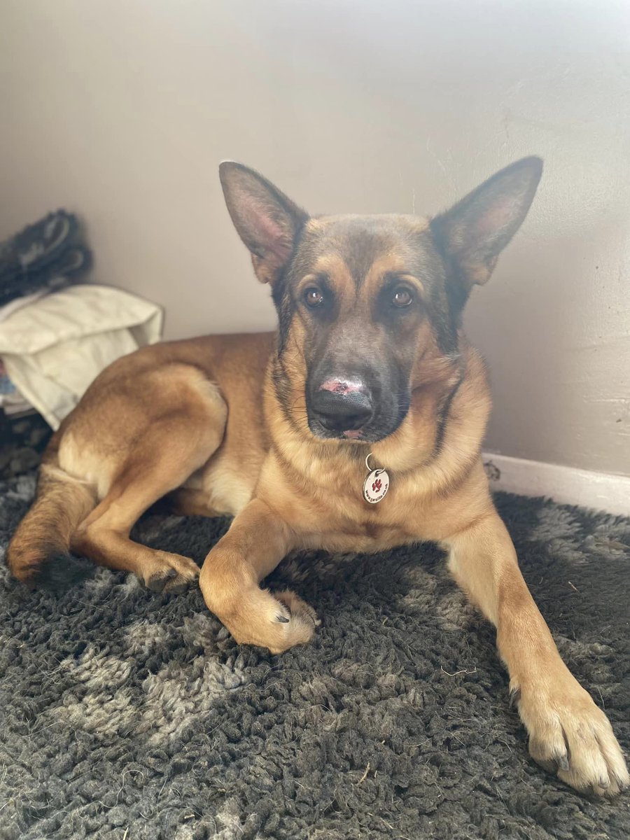 German Shepherd Rescue Elite ( GSRE ) tweet media