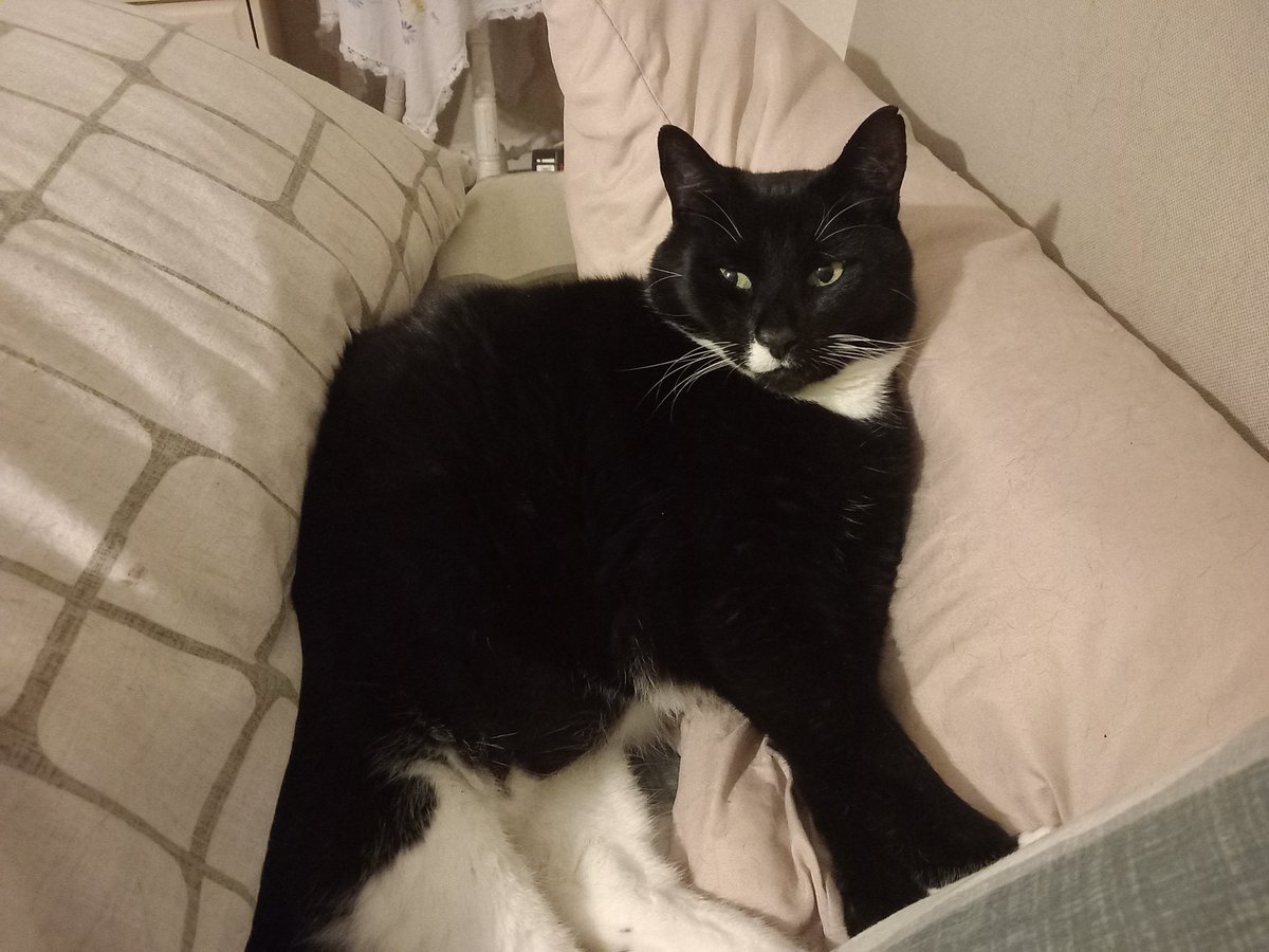 lazyperfection's tweet photo. Happy caturday from Henderson and Shiro #caturday #restingcat #catsofinstagram #blackandwhitecat #tuxedocat #catsonbeds #tiredcat #cat #whitecat https://t.co/9CycBTg9jY