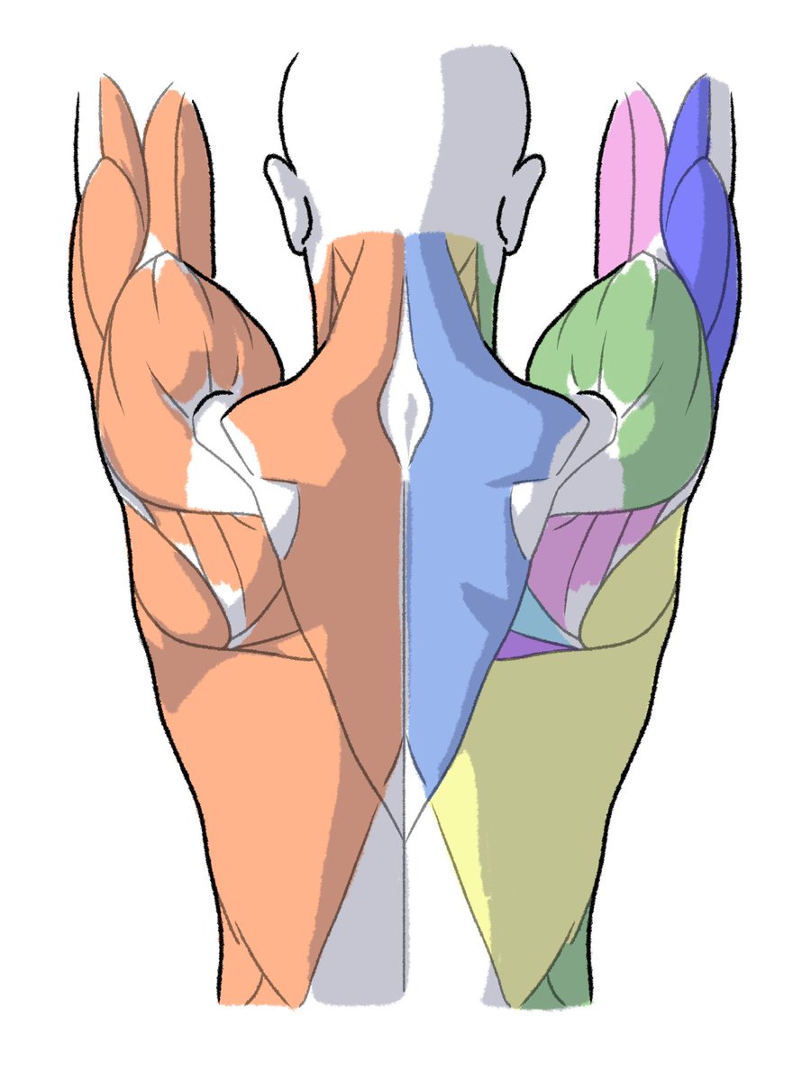 kato_anatomy tweet picture