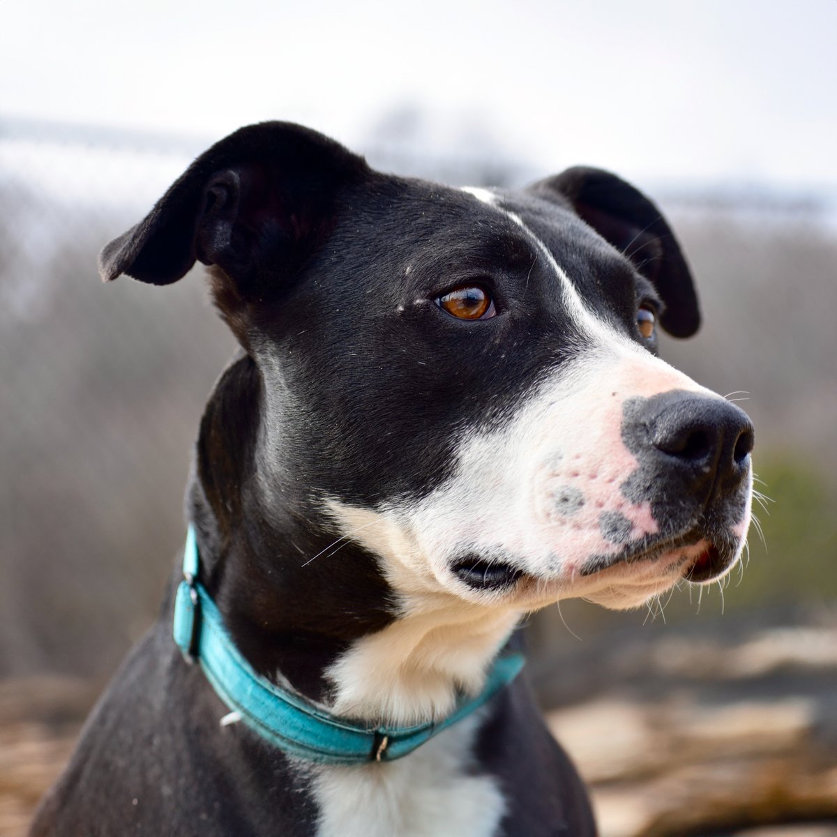 Who wouldn't want to take Rhea home with cute ears like that?! This beautiful girl came in quite scared, but has since opened up a lot and has made new people and doggy friends here! She's an independent and curious girl, but also sweet and social! Come meet Rhea at PAWS!