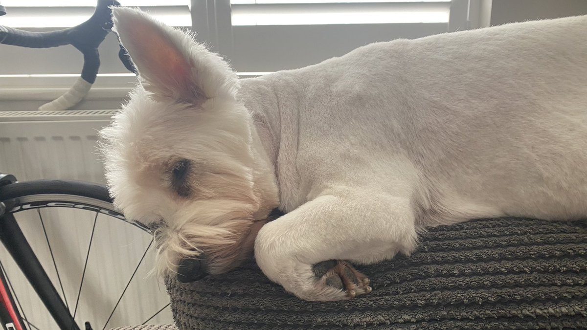 TheBrodieBear's tweet photo. Moma made me go to the hairdressers &amp; get a hair cut today….I hate smelling clean, I find it all so tiring https://t.co/GieHoTjqZH
