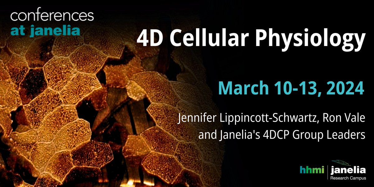 Join us on Zoom March 10-12 for @HHMIJanelia's 4D Cellular Physiology Conference. Expert talks and moderated discussions on spatial genomics & proteomics, brain-body interactions, metabolism, peripheral nervous system, cell signaling & dynamics, tissue morphogenesis, and more!…