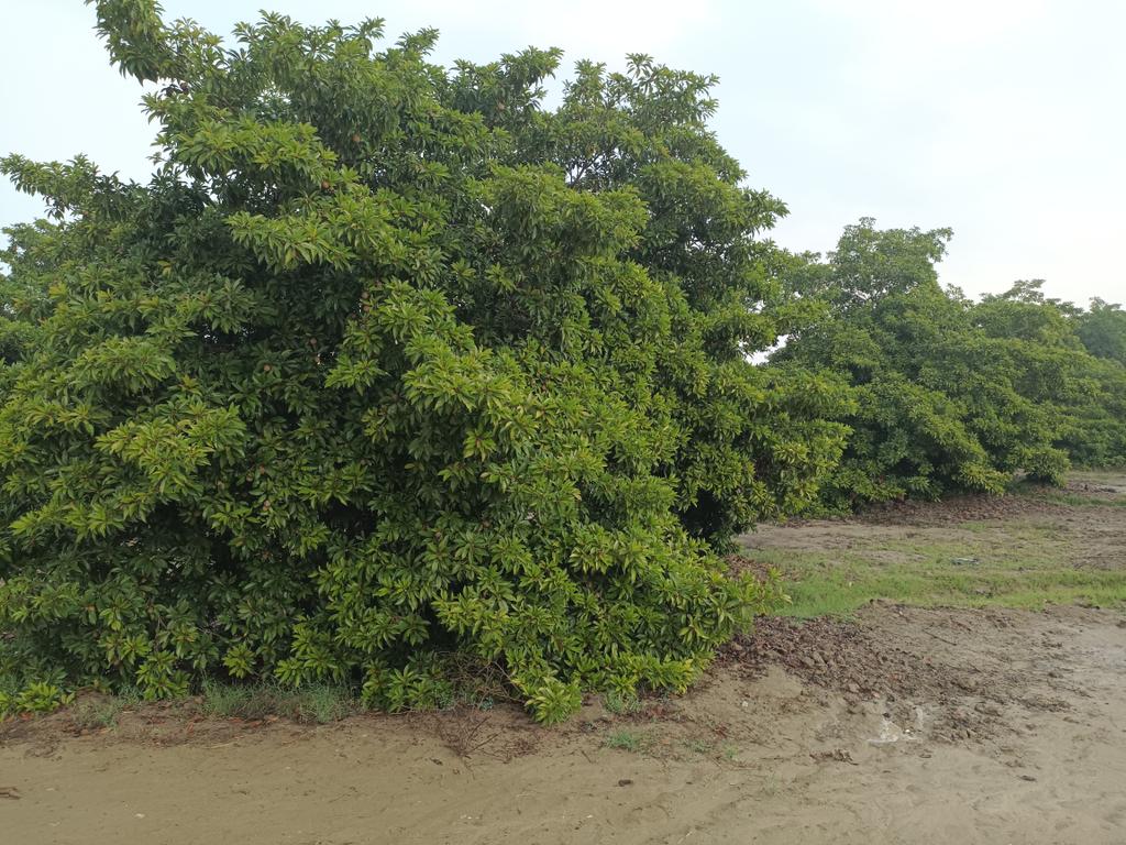 Manilkara zapota is an evergreen tree with various species, and it is cultivated for its delicious fruit.
Our team established A orchard of Manilkara spota. Orchard is square system.