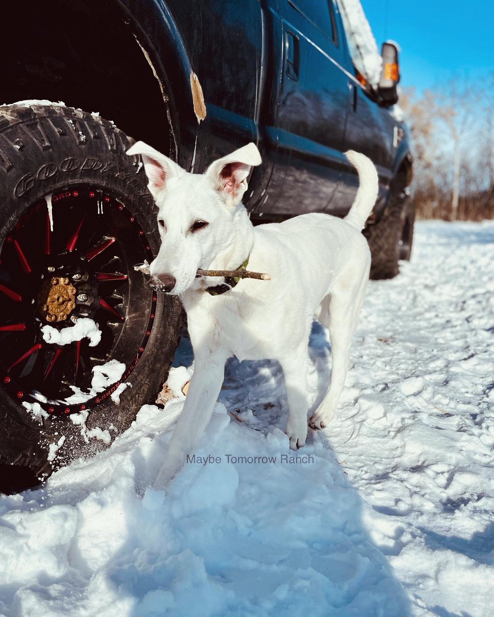 mthranch's tweet photo. The Snowman! Always a happy boy.💚
#maybetomorrowranch 
#germanshepherd #whitegermanshepherd #Alberta #albertadogs #shepherd #snowman #ranchdogs #farmdogs https://t.co/YomQ9xuD84