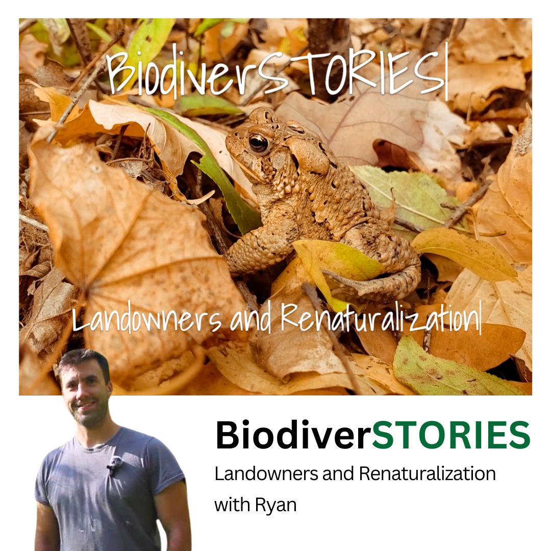 Our #BiodiverSTORIES of the week is Landowners and Renaturalization with Ryan. As a local landowner Ryan shares how he has worked to restore and re-naturalize his property for wildlife.

Watch now >> buff.ly/49YEyne
