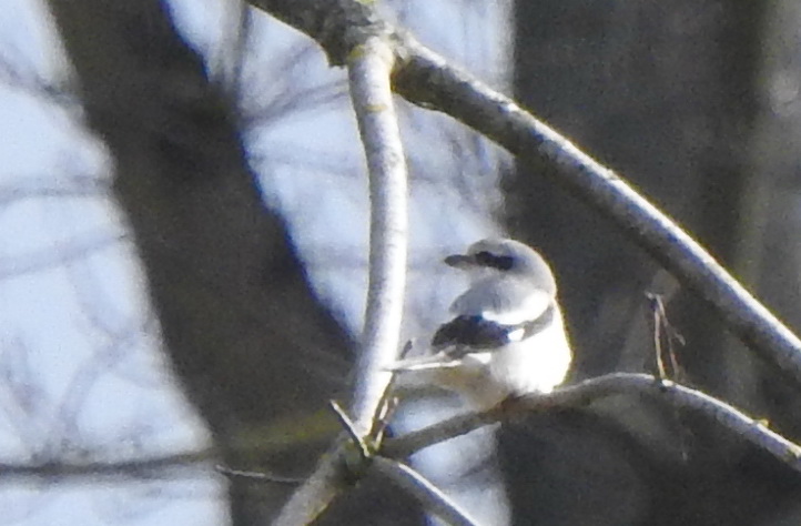 I had a lovely morning in The Brecks this morning. My first Raven for the area, 3 Hawfinch at Lynford, Great Grey Shrike at Weeting, Marsh Tits, and 3 Goshawks. I shall now spoil it all by watching #StokeCity play #YinYang