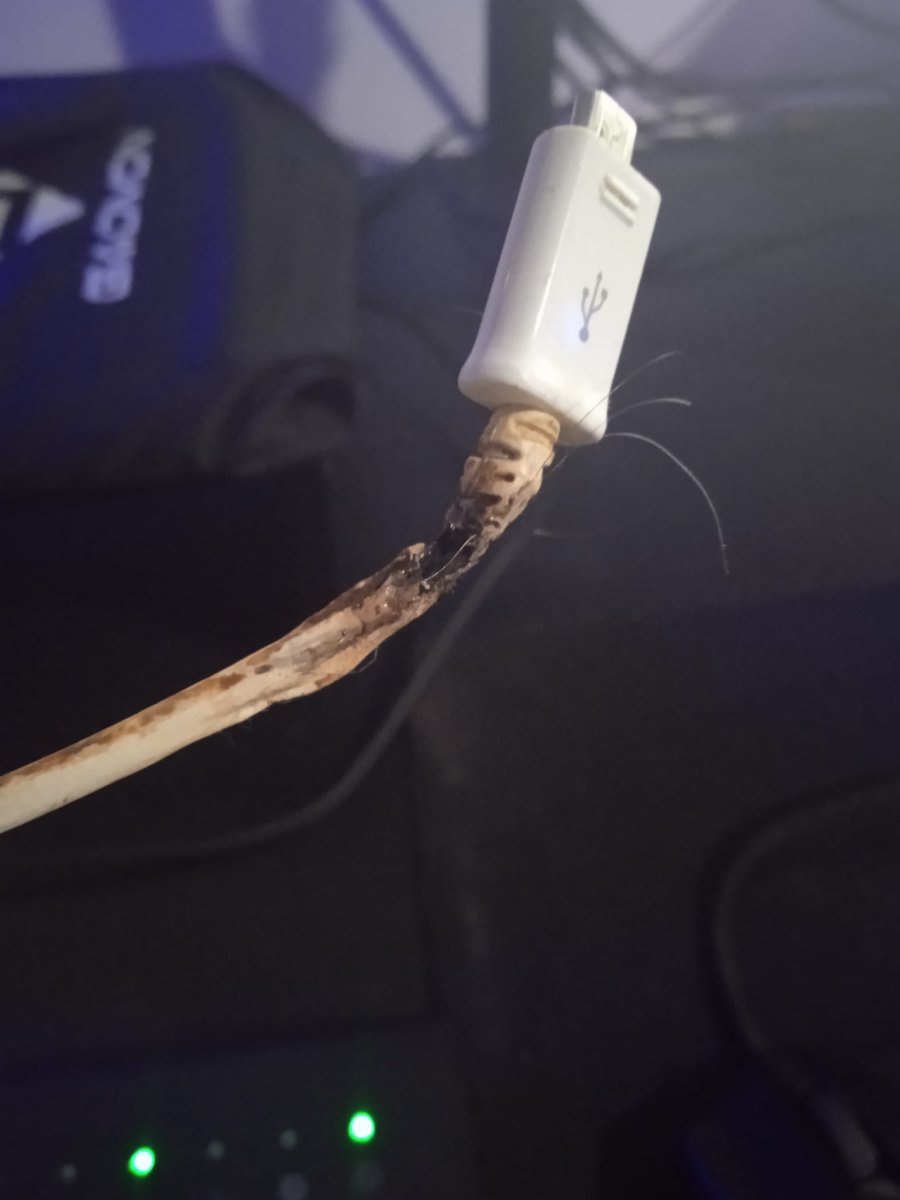 Ahhh yes, today i woke up super refreshed, and then i quickly realize that MY FKING PHONE CHARGER DECIDED SO SET HIMSELF ON FIRE VERY CLOSELY TO MY FACE..

Nice try god, but not today