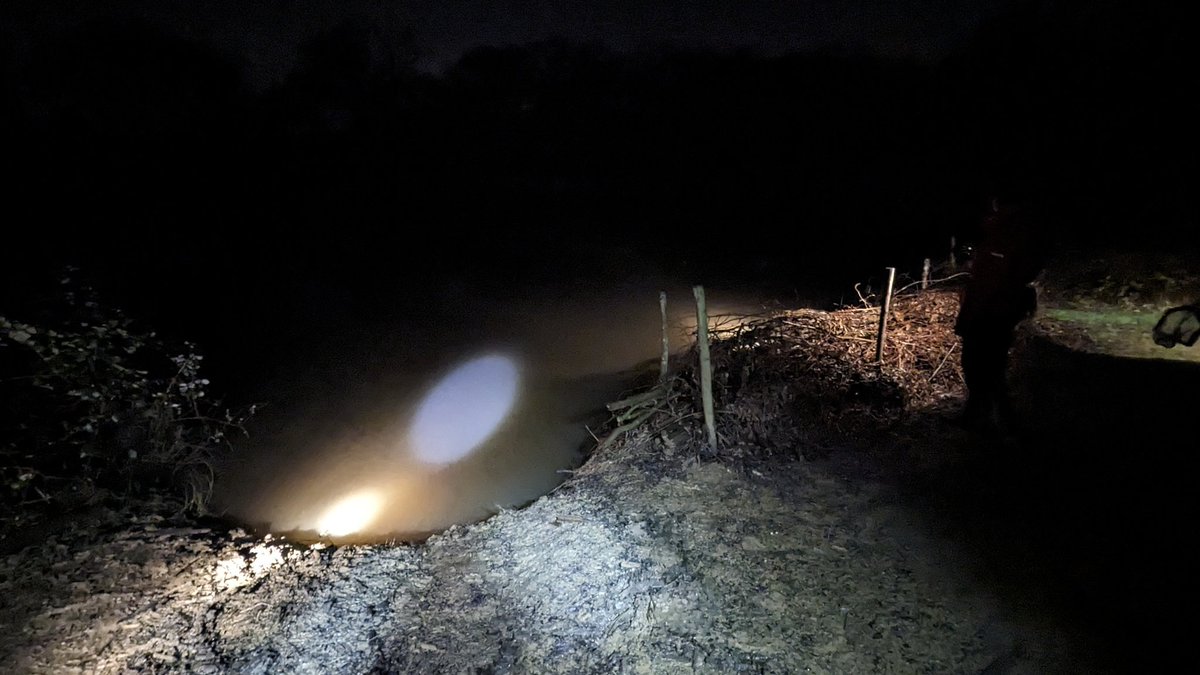 Surveying an important Toad breeding site last night, it was Sad the lake bank is suffering badly from erosion by dogs jumping in and out along the bank. Volunteers/staff have laid dead hedging is being used to protect spots where spawn is laid in an effort to limit damage