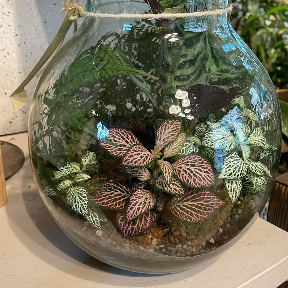 UnoVivere's tweet photo. Il terrario è un piccolo mondo chiuso in una bolla di vetro. Scopri come è facile coltivarlo e vieni a trovarci per scoprire tutte le varianti!
https://t.co/NmBWJTtFqi
#capoverdemilano #terrario #piantedomiciliomilano #pianteonlinemilano https://t.co/jLerbts1p2