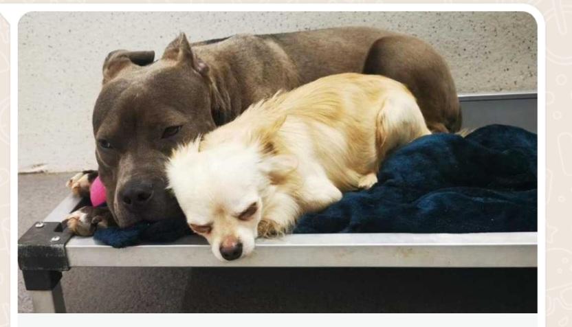 catlowry54's tweet photo. Imagine if X could find these really bonded dogs a home together after being left in an apartment for over a week....pls rp💕 https://t.co/2XQpcJNdVl https://t.co/3PCIsb2B2M