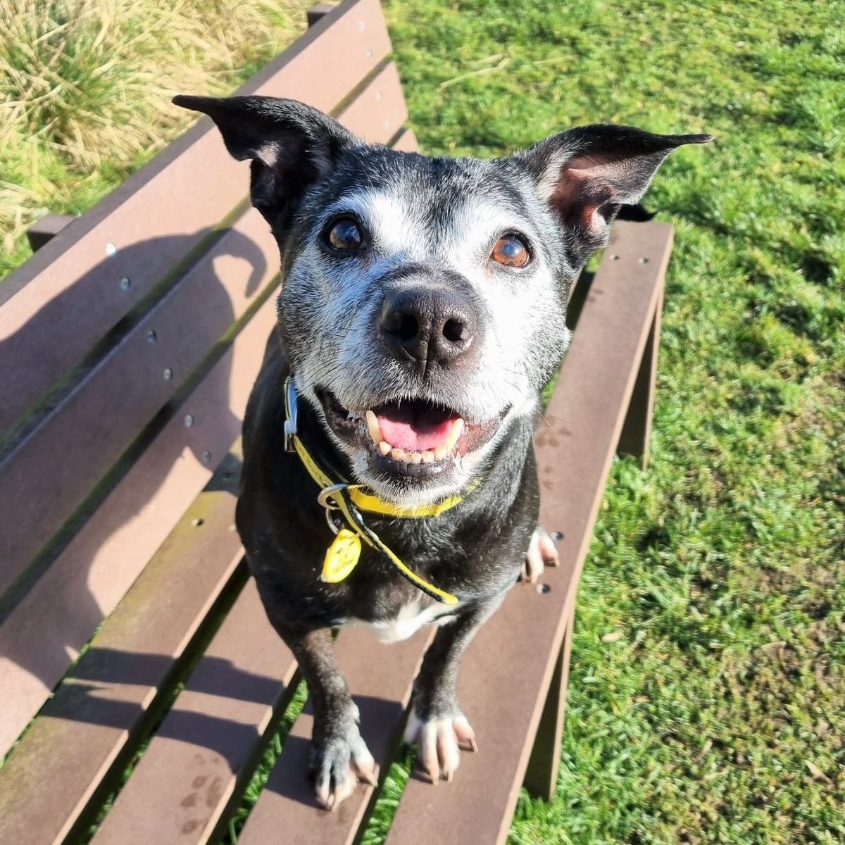 DT_WestCalder's tweet image. 🐕NEW Pair 🐶

BFF's Diesel &amp;amp; Mia are READY TO ADOPT⁣⁣ ⁣

- They love to cozy in bed together for a snooze

- Adore going for walks in quiet areas

Profile: bit.ly/3TchA5E ⬅️

@DogsTrust⁣⁣⁣⁣⁣⁣⁣⁣⁣
#Labrador
#Retriever
#Staffie